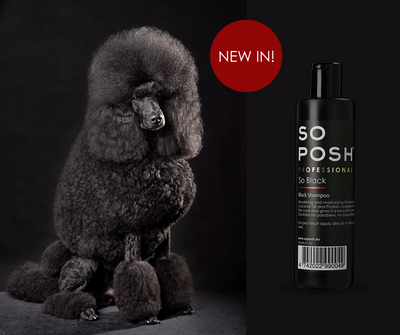 So Black Shampoo - Only for completely black coats! 